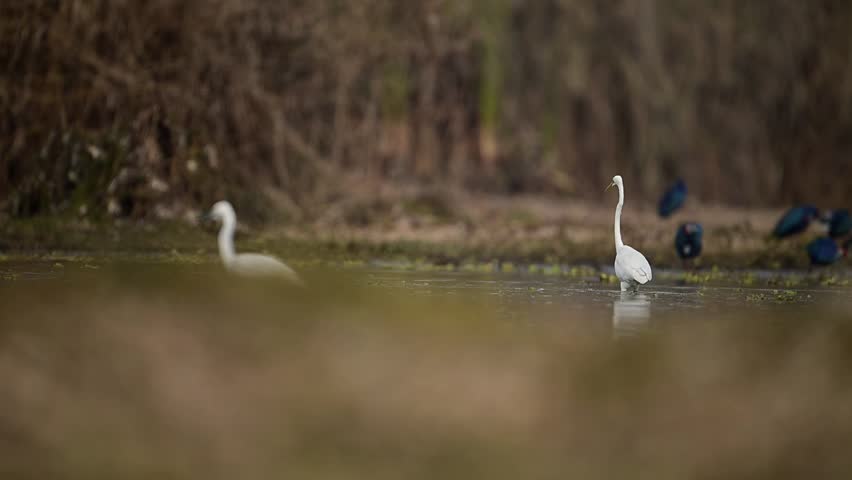 the Egrets Fishing in lake Side