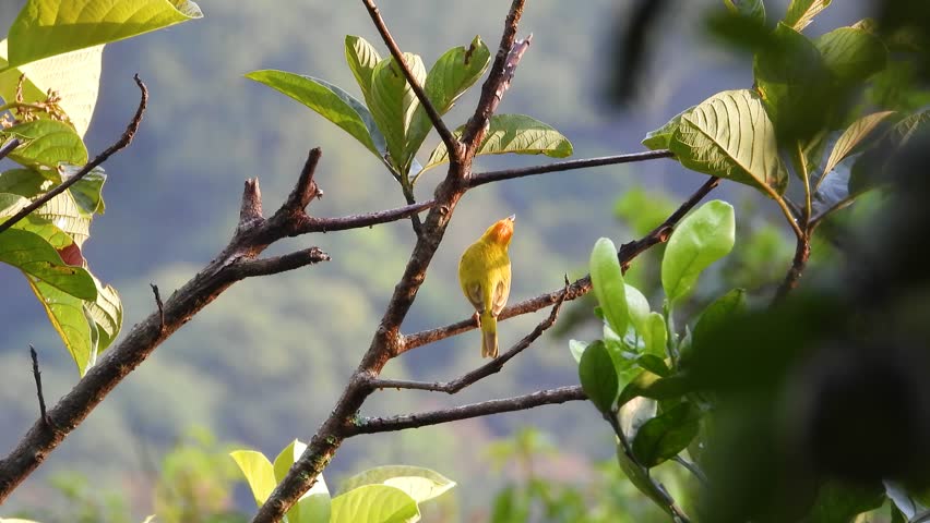 Saffron Finch Looking Up While Perched on Branch of Tropical Tree