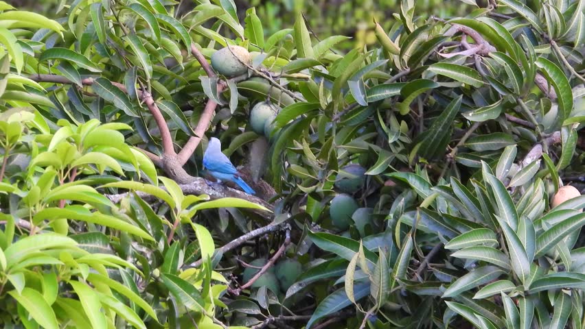 Blue Gray Tanager hopping from branch to branch before flying away, Colombia