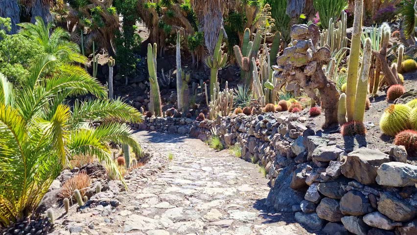 Cactus Park and  Forest on Gran Canaria Island