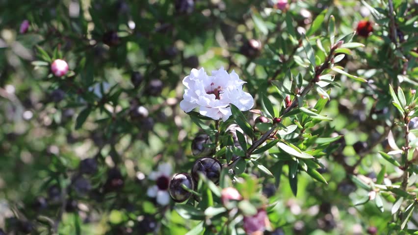 Leptospermum scoparium or manuka branch with beautiful white flower and capsule fruits. Royalty-Free Stock Footage #3455028231