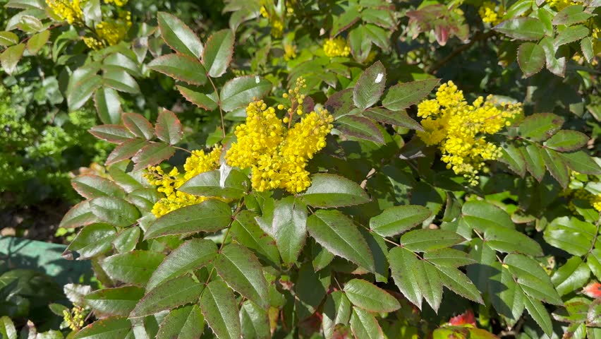 Berberis aquifolium Pursh. Mahonia, Oregon Grapes. 