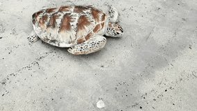 A species of sea turtle (Agar) on the beach sand