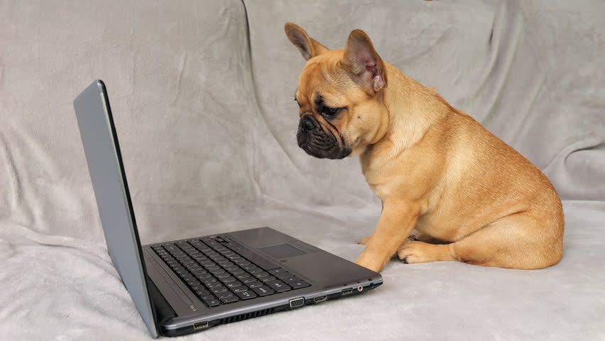 Puppy sits before laptop, watching screen with bored expression. Its attention wanders, reflecting disinterest in tedious online class. Young dog's charming yet slightly hilarious antics include yawn Royalty-Free Stock Footage #3455154441