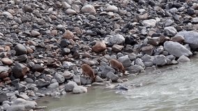  Witness a heartwarming moment as a majestic Himalayan Ibex goat and its adorable kid approach the tranquil Khunjerab River for a drink. 