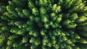 Aerial forest tree nature view. Go green ecology aerial for bright hope future. Global zero waste. Reduce greenhouse gas pollution. Earth day event with low CO2 emission idea. Save the planet concept - Powered by Shutterstock - Get 15% off with code: PIKWIZARD15