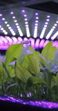 Vertical Screen: Vertical Farming Rack with Green Spinach Growing in a Hydroponics System. LED Lamps Producing Artificial Sunlight. Modern Agriculture Technology with Efficient Use of Energy