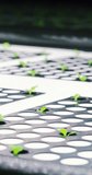 Vertical Screen: Small Crops Production in a Controlled Environment at a Modern Vertical Farm. Automated Facility with Air Temperature, Light, Water, Humidity Levels Regulated for Optimal Growth