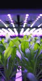Vertical Screen: Vertical Farming Rack with Green Spinach Growing in a Hydroponics System. LED Lamps Producing Ultraviolet Artificial Sunlight. Modern Agriculture Technology with Renewable Energy