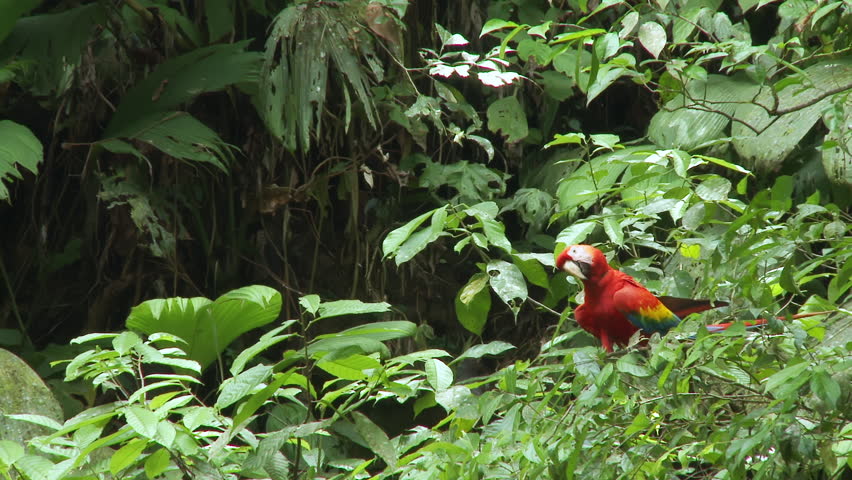 Parrot Scarlet Macaw sitting in a tree at a clay lick in the Amazon rainforest, Yasuni National Park, Ecuador. South American nature. Royalty-Free Stock Footage #3455188303