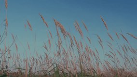 Dry Reed Growing Outdoors At Sunset. Decorative Wild Reeds. Stalks Blowing In Wind At Golden Sunset. - Powered by Shutterstock - Get 15% off with code: PIKWIZARD15