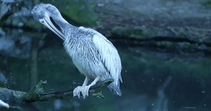 The video features a graceful white pelican perched on a branch, captured in stunning close-up detail. The pelicans soft,