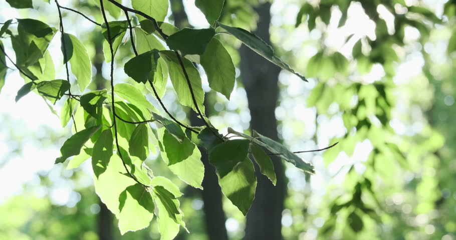 Tender green leaves in morning fresh forest in rising sun rays. Sunlight beams shine through gentle breeze sway nature foliage. Vibrant tree leaves illuminate in sunshine. Natural delicate 4k footage