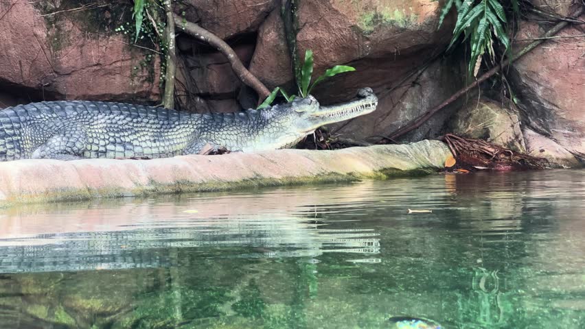 Indian Gharial Reptile Lounging in the Tank Wide Shot