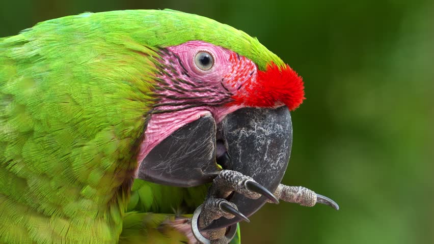 Extreme close up shot of an exotic great green macaw (Ara ambiguus) or military macaw (Ara militaris) with red forehead, cracking open a nut with its foot and bill, critically endangered bird species.
