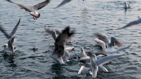 Seagulls Birds fighting for food in Adriatic Sea 