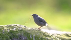 Plumbeous water redstart sitting on a rock, bird with nest material