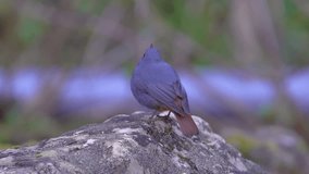 Plumbeous water redstart sitting on a rock, bird with nest material