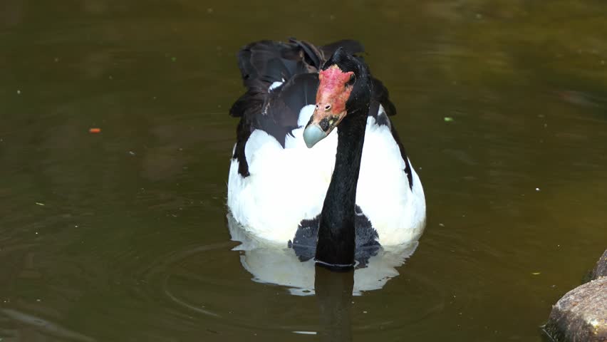 Wild magpie goose, anseranas semipalmata with striking black and white plumage, swimming on the waters, dipping its bill into the water, foraging for aquatic invertebrates, close up shot.