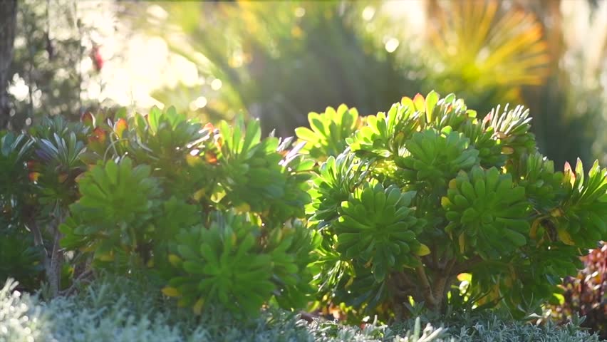 Mediterranean garden, fashion landscape design with different plants in sun light. Landscaping. Slow motion
