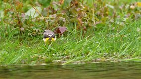 Gray wagtail close to water with sound