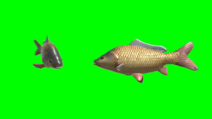 Fish animation green screen with different angle
