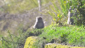 Formosan Rock Macaque in the morning
