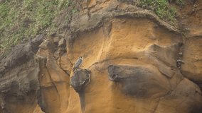 Peregrine falcon in  slow motion