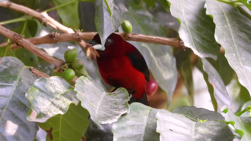 Crimson Backed Tanager with long beack pecks on insect with fruit on branches