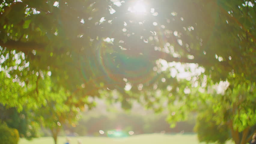 Out of focus tree with sun coming through