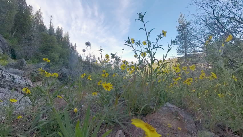 Yellow Flowers to Alder Creek Falls in Yosemite