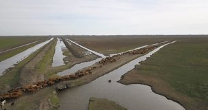 A herd of cattle being guided by cowboys along water channels in open fields, daylight, aerial view