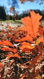 Beautiful oak leaf of young sprout growing in forest in clearing and bright illuminated sun on sunny autumn day close-up. Woodland nature seasonal backdrop. Beautiful natural background Vertical video