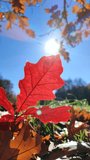 Beautiful bright red oak leaf grows in green grass in clearing in forest and swaying into wind on sunny day with blue clear sky close-up. Bottom view. Nature, environment background. Vertical video