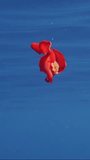 Vertical video, Red Sea Slug swims in blue sea reflected in water surface on sunrays. Spanish Dancer Nudibranch (Hexabranchus sanguineus) swimming under surface of water reflecting in it, Slow motion