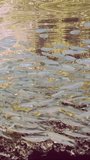 Vertical video, Panorama of a large school of sprats floats under surface of water in shallow water in coastal zone on bright sunny day in sunrays, slow motion