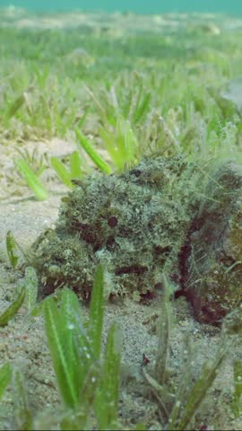 Vertical video, Bearded Scorpionfish (Scorpaenopsis barbata) lies cuddled up against stone on sandy bottom covered with green algae Smooth ribbon seagrass (Cymodocea rotundata) in sun glare