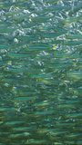 Vertical video, Densely packed school of Sprats swimming in continuous stream sparkling in bright sun rays, Backligting (Contre-jour), slow motion