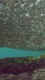 Vertical video, A large school of Hardyhead Silverside fishes swims in coastal area above large cobblestones covered with brown algae in bright sunlight, slow motion
