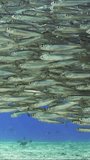 Vertical video, Massive school of young Hardyhead Silverside fishes swimming in blue water on bright sunny day in sunrays, slow motion