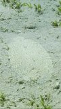 Vertical video, Leopard flounder or Panther flounder (Bothus pantherinus) lies on sandy bottom covered with green sea grass on sunny day, Slow motion, Camera moves around the flounder fish