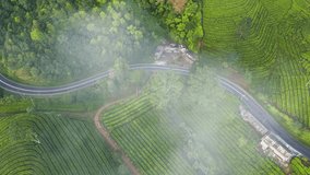 Aerial view mystic fog hovering over tea plantation on slope during sunny day in Indonesia. 4k video high quality 