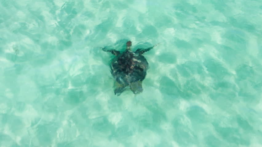 Aerial shot of Wildlife animal at Hawaii island. Wild nature close up shot with beautiful sea turtle breathing. Turtle emerges from ocean OAHU. Green sea turtle in clear light blue shallow sea waters