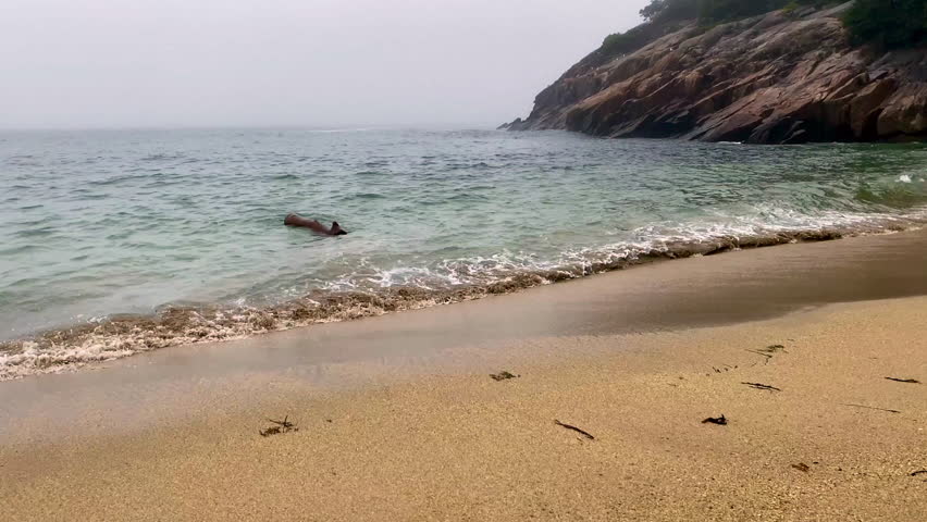 Crashing waves on Sand Beach in Acadia National Park, Maine. Surrounded by cliffs, this small stretch of coast is the largest sandy beach in Acadia. Rough surf on foggy, stormy day. 
