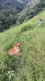 Dogs playing in a meadow with tall grass. 4k. Landscape of rural Colombia. Vertical video.