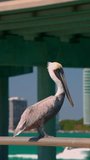 8k vertical video pelican looking at the water Miami scene. Full 8k version on p5