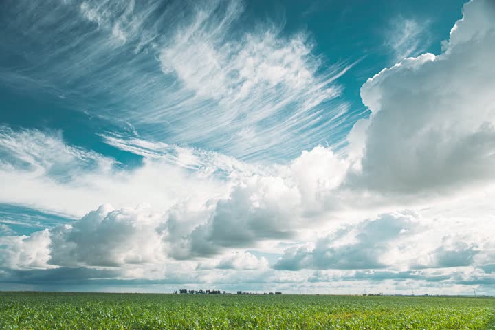 Stratus Clouds Over Rural Field. 6k Timelapse Cumulus Clouds Above Corn Field In Spring Summer Cloudy Day. Sky With Clouds On Horizon. Good Weather Conception. Agricultural Background. Time Lapse