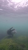 4k vertical: Harbor Seal in the Pacific Ocean, undersea