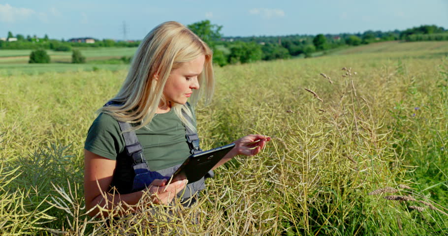 Female Farmer Assessing Rapeseed Crop with Digital Tools for Quality Control and Yield Prediction Royalty-Free Stock Footage #3455637151