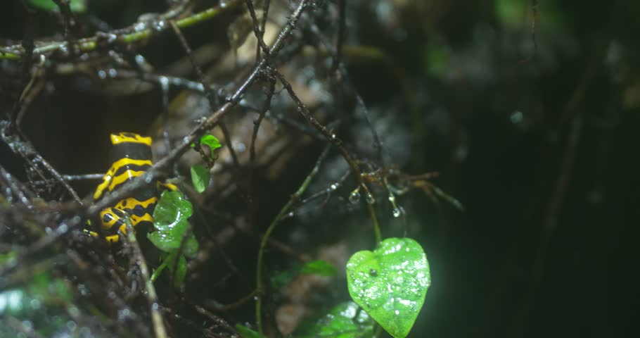 A golden poison dart frog Phyllobates terribilis sits on a leaf in the rainforest. The frog is a bright yellow and black color, and it is about the size of a quarter. The frog is poisonous, and its